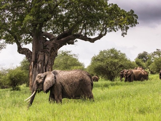 Tanzania safari
